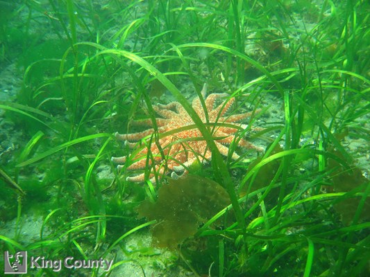 Photo of Zostera marina